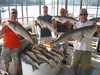 (06/29/2017) - Nice Striped Bass